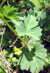 Cissus trifoliata
