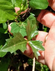 Cissus trifoliata