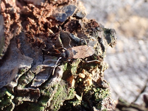 Panaorus adspersus