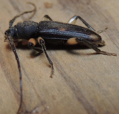 Tylonotus bimaculatus