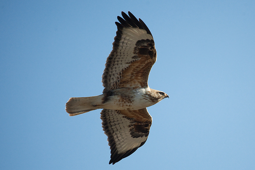 Upland Buzzard