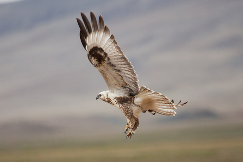Upland Buzzard