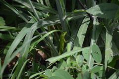 Ctenosaura acanthura