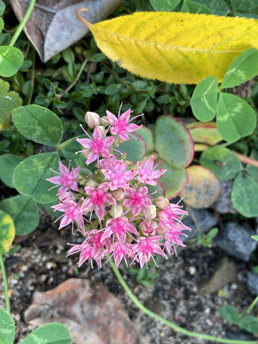 Sedum sieboldii 'Mediovariegatum'
