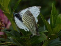 Pieris bryoniae