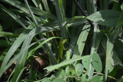 Ctenosaura acanthura