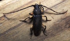 Tylonotus bimaculatus