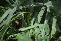 Ctenosaura acanthura