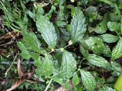 (c) 黃美滿, some rights reserved (CC BY) Elatostema cyrtandrifolium, photograph (c) 黃美滿, some rights reserved (CC BY)