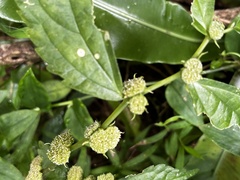 (c) 黃美滿, some rights reserved (CC BY) Elatostema cyrtandrifolium, photograph (c) 黃美滿, some rights reserved (CC BY)