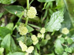 Elatostema cyrtandrifolium, photograph (c) 黃美滿, some rights reserved (CC BY)