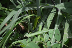 Ctenosaura acanthura