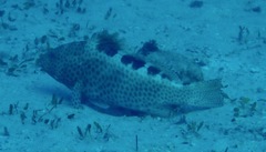 Epinephelus bilobatus