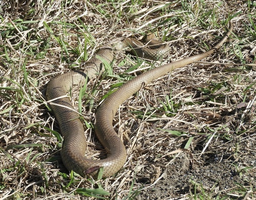 Eastern Brown Snake sighting