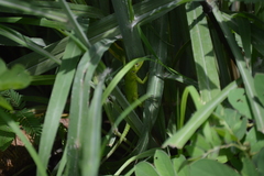 Ctenosaura acanthura