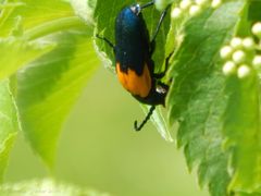 Desmocerus palliatus