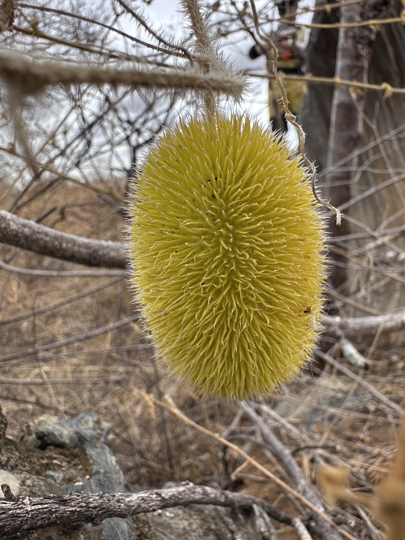 Cucumis dipsaceus