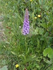 Gymnadenia densiflora
