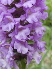 Gymnadenia densiflora