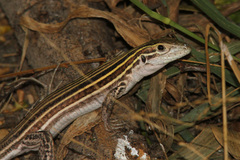 Aspidoscelis laredoensis