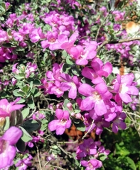 Leucophyllum frutescens