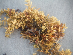 Sargassum