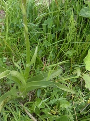 Gymnadenia densiflora