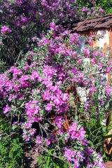 Leucophyllum frutescens