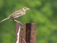 Ammodramus savannarum pratensis