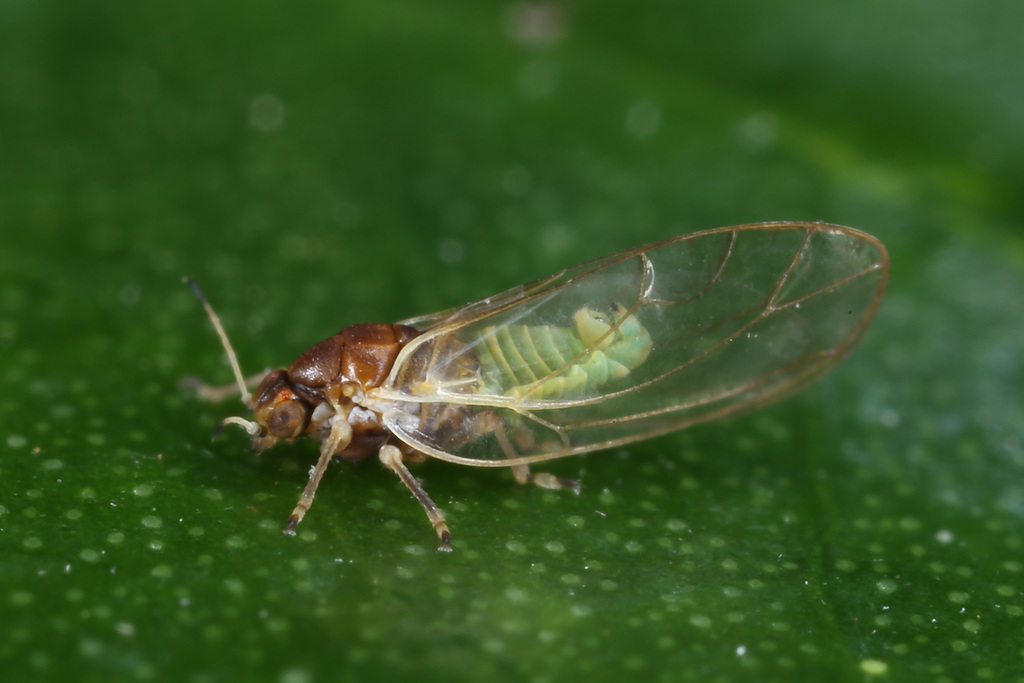 Trioza abdominalis