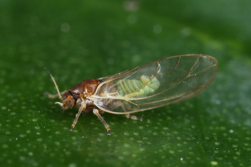 Trioza abdominalis