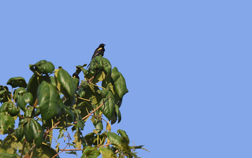 Epaulet Oriole (Icterus cayanensis), photo 7
