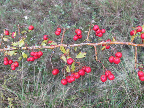 Crataegus monogyna