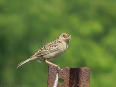 Ammodramus savannarum pratensis