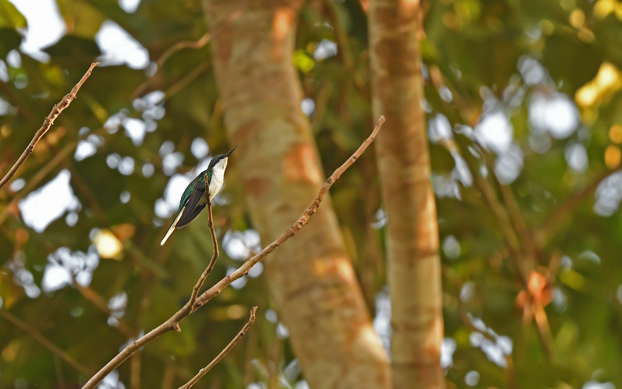 Black-eared Fairy (Heliothryx auritus), photo 4