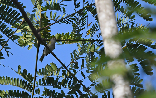 Grey-chested Greenlet (Hylophilus semicinereus), photo 6