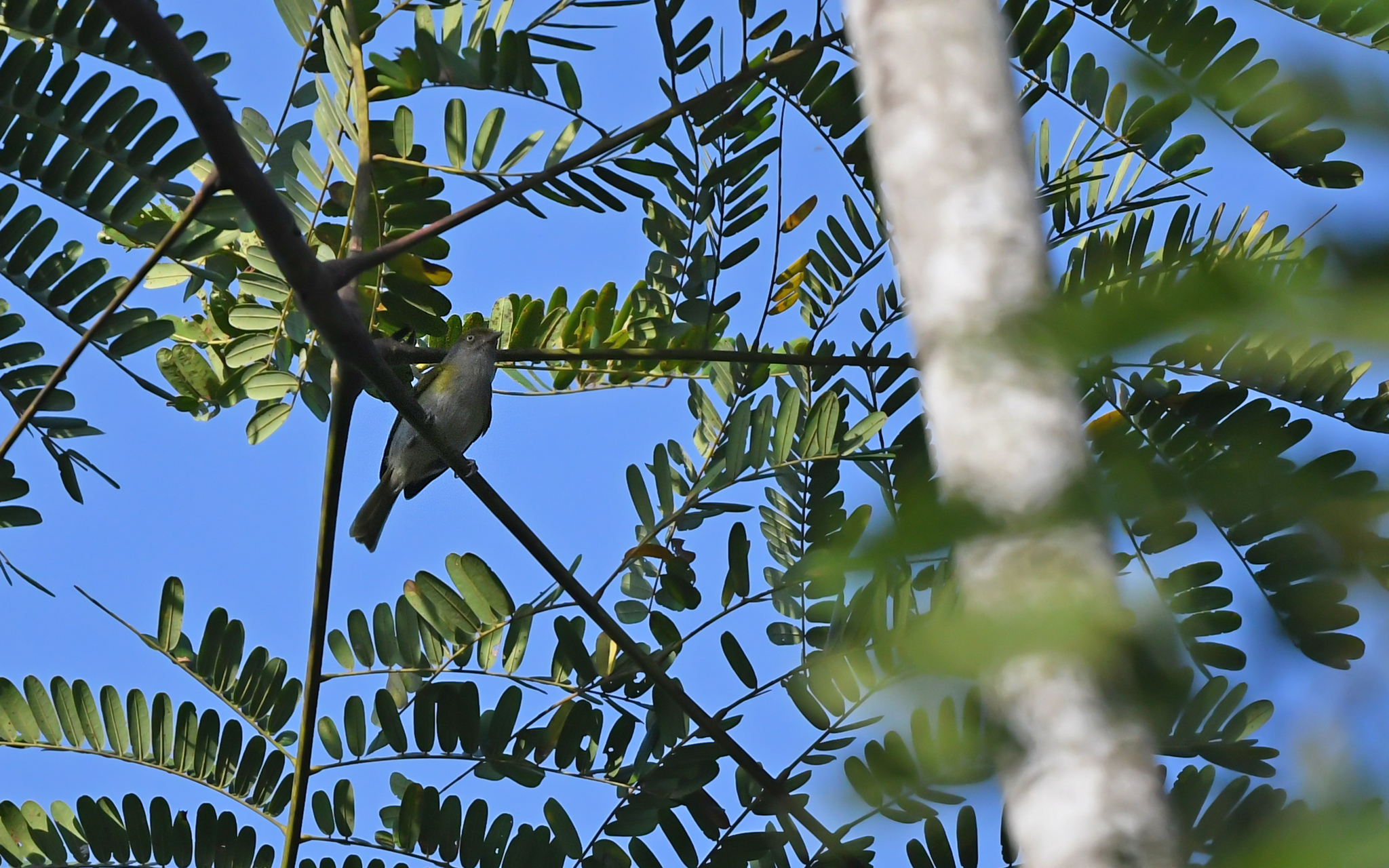 Grey-chested Greenlet (Hylophilus semicinereus), photo 1