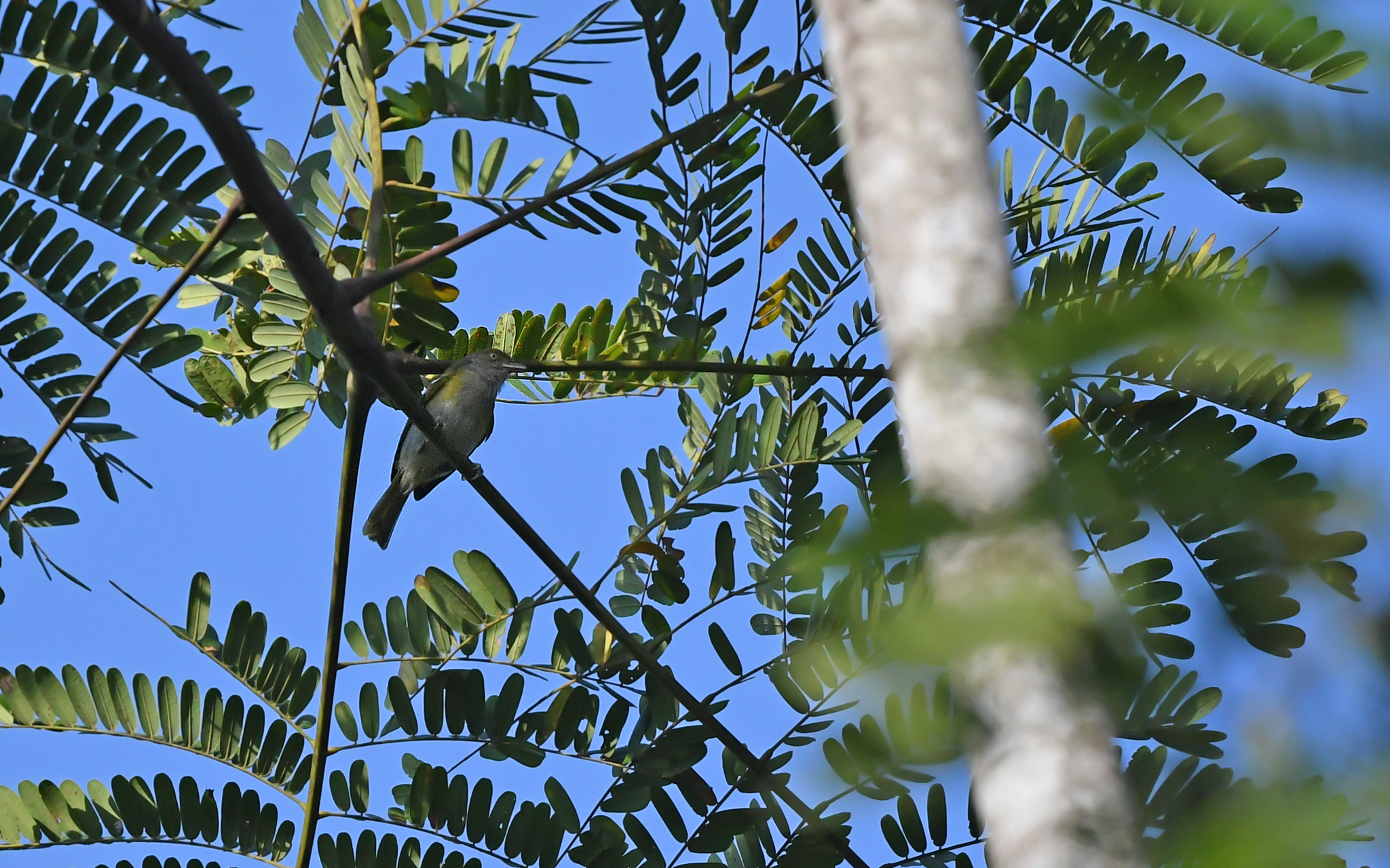 Grey-chested Greenlet (Hylophilus semicinereus), photo 2