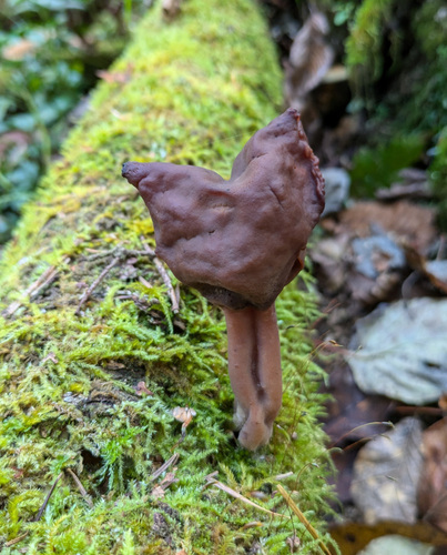 Gyromitra infula