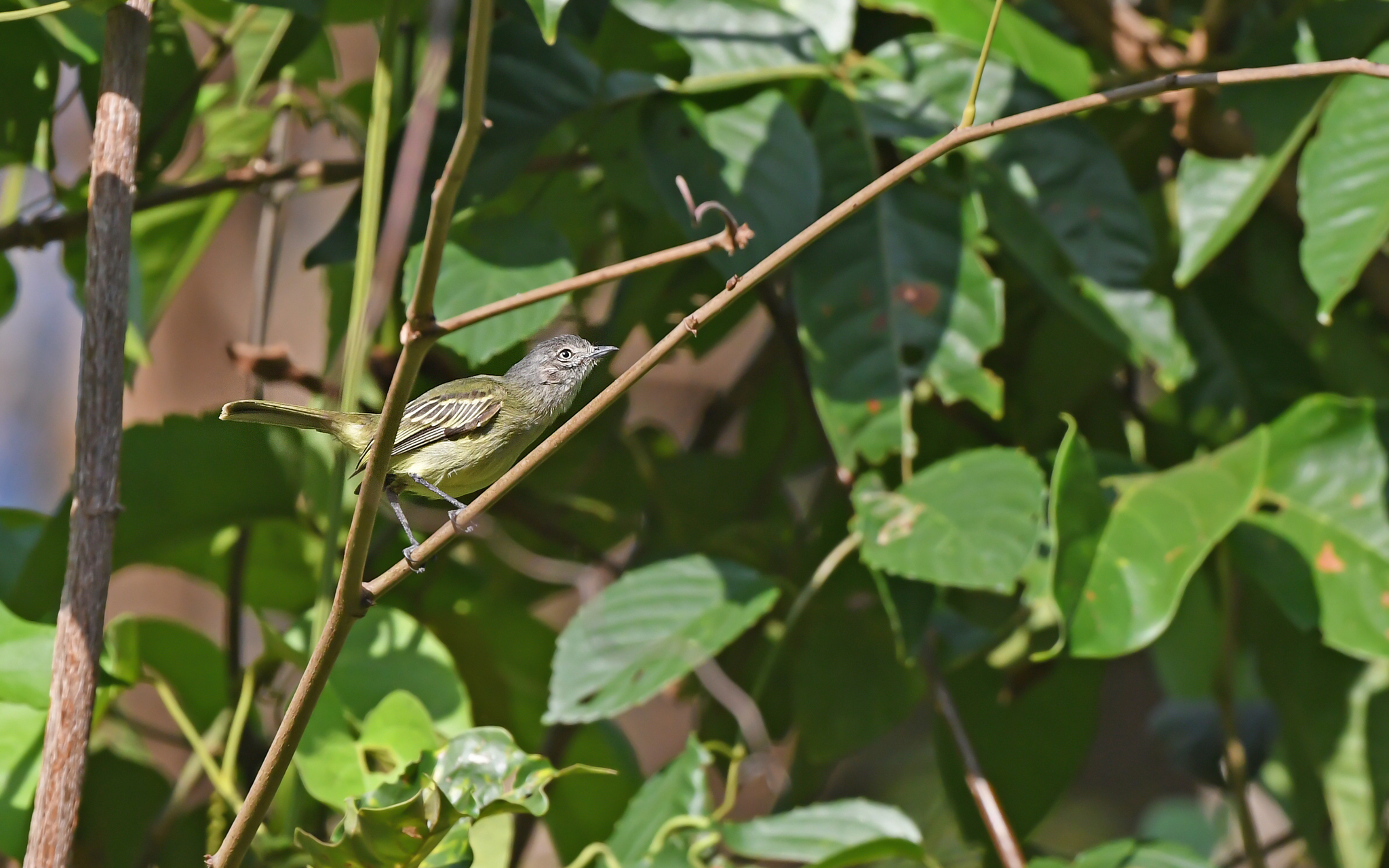 Slender-footed Tyrannulet (Zimmerius gracilipes), photo 4