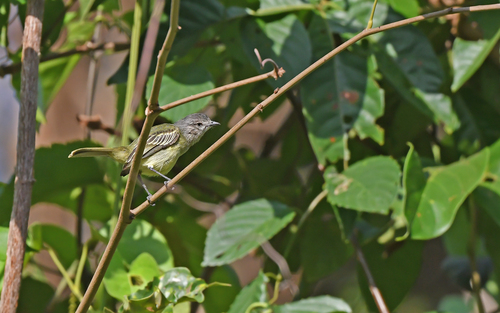 Guianan Tyrannulet (Zimmerius acer), photo 6