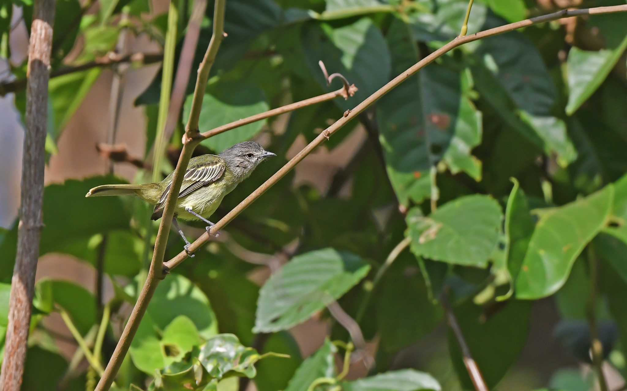 Slender-footed Tyrannulet (Zimmerius gracilipes), photo 3