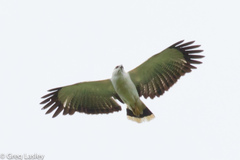 Pseudastur albicollis