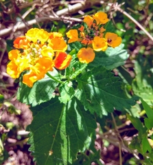 Lantana