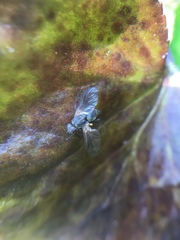 Symphoromyia