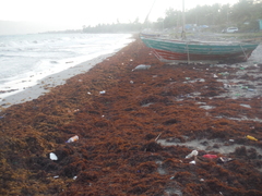 Sargassum