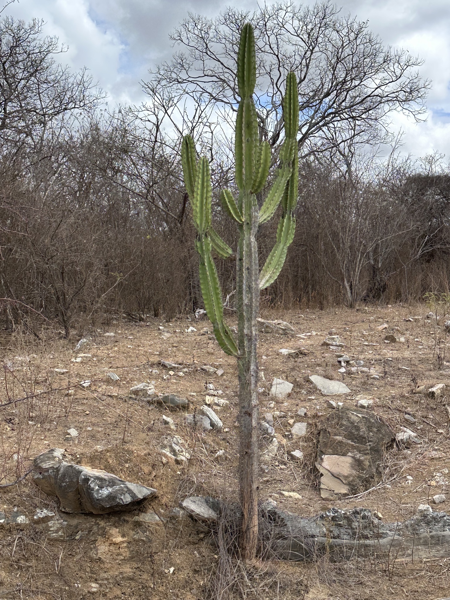 Cereus jamacaru