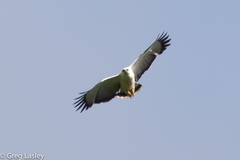 Pseudastur albicollis