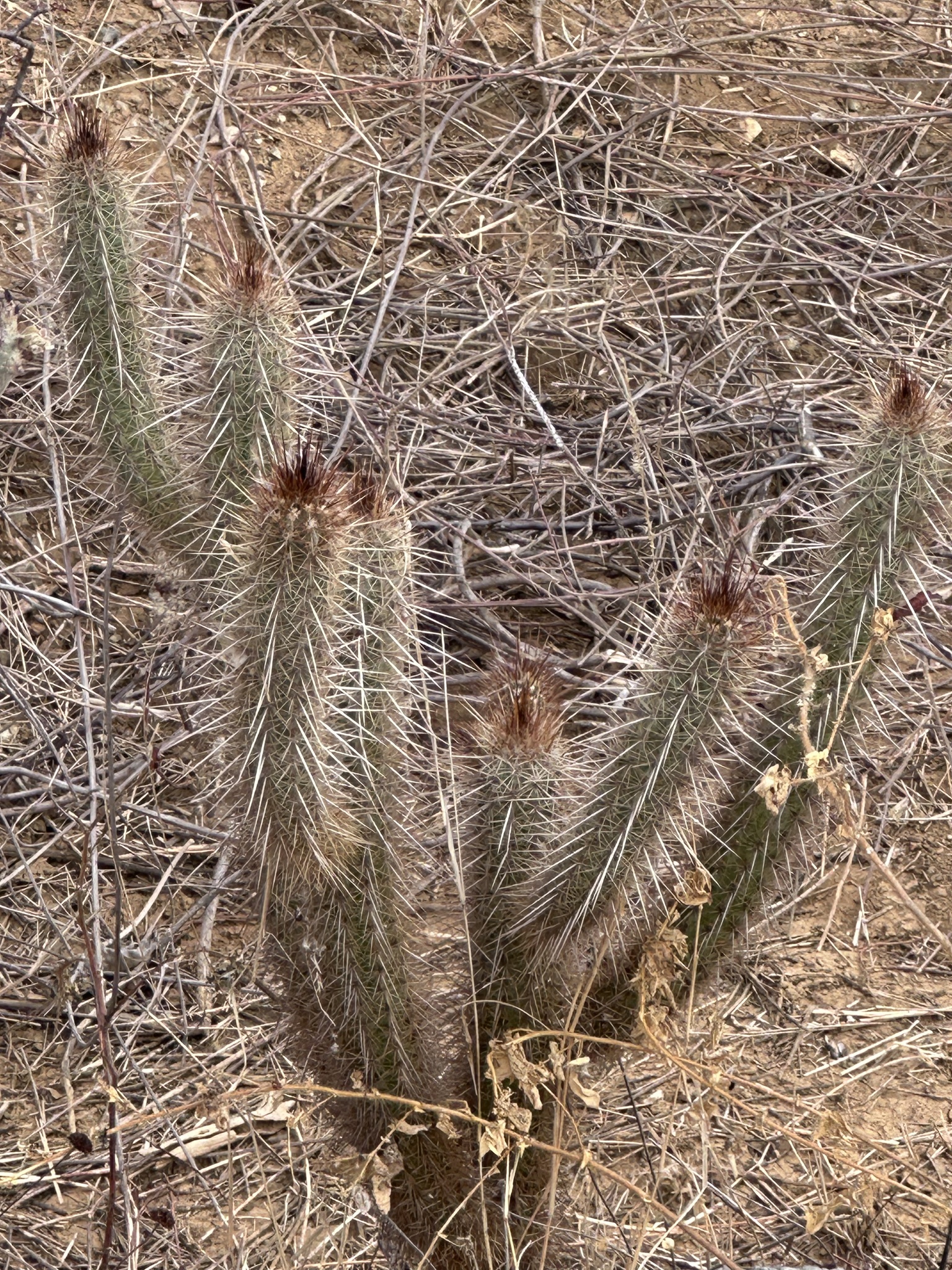 Xiquexique gounellei