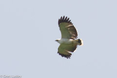 Pseudastur albicollis